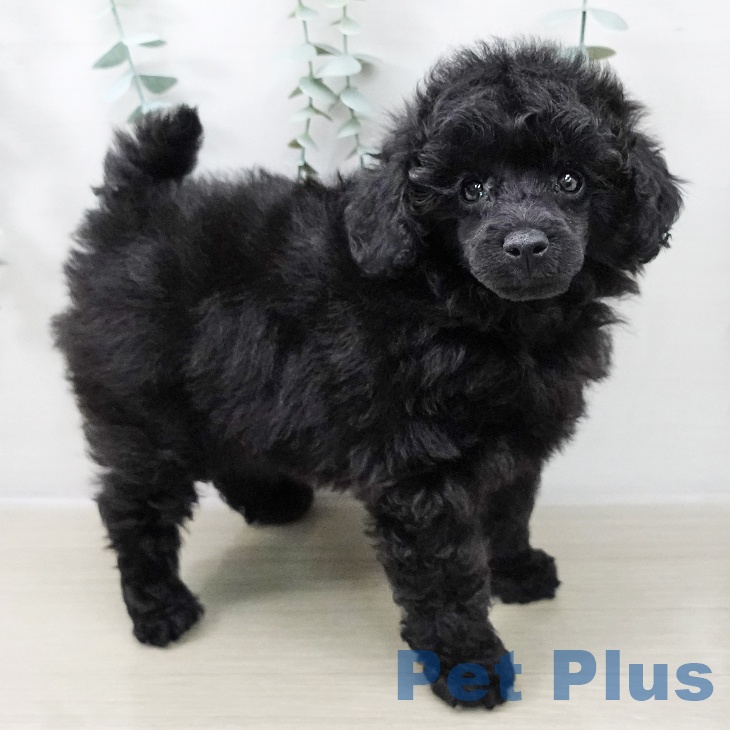 トイ・プードル