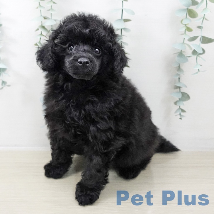 トイ・プードル