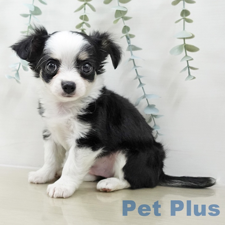 山形県のチワワ(ロング) (ペットプラス 天童店/2025年10月11日生まれ/男の子/ブラックタンホワイト)の子犬の1枚目の画像