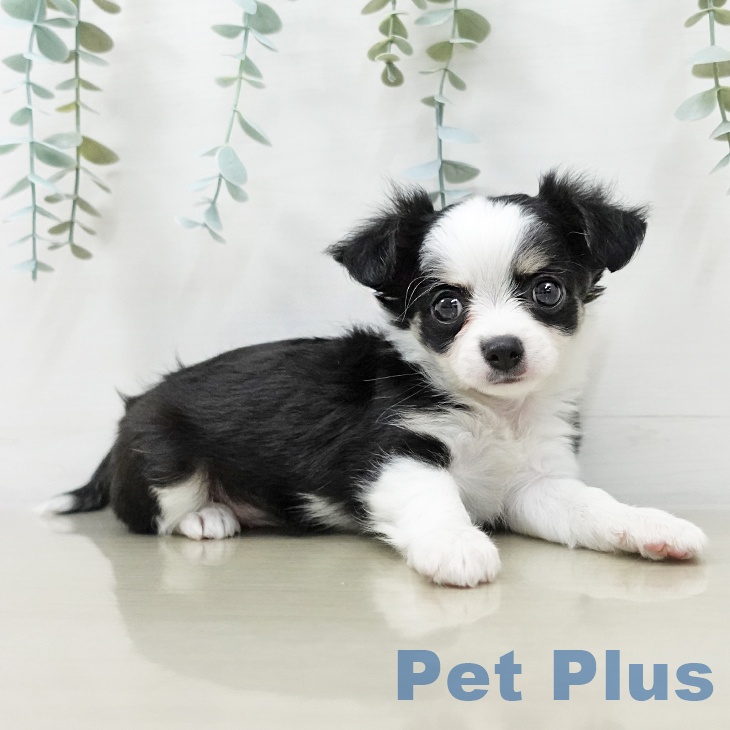 山形県のチワワ(ロング) (ペットプラス 天童店/2025年10月11日生まれ/男の子/ブラックタンホワイト)の子犬の2枚目の画像