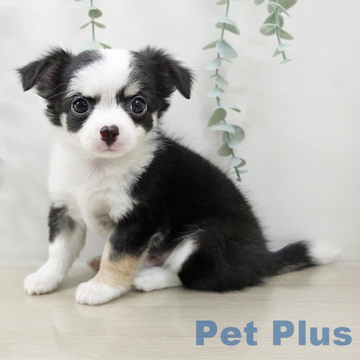 神奈川県のチワワ(ロング) (ペットプラス 新百合丘店/2025年10月11日生まれ/男の子/ブラックタンホワイト)の子犬の1枚目の画像