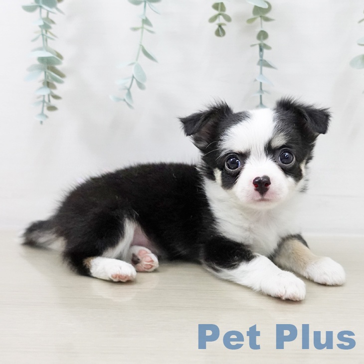 神奈川県のチワワ(ロング) (ペットプラス 新百合丘店/2025年10月11日生まれ/男の子/ブラックタンホワイト)の子犬の2枚目の画像