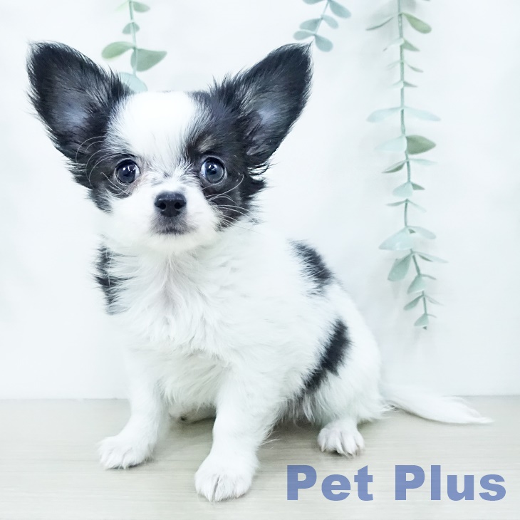 埼玉県のチワワ(ロング) (ペットプラス クレアモール川越店/2025年10月11日生まれ/男の子/ホワイトブラックタン)の子犬の1枚目の画像