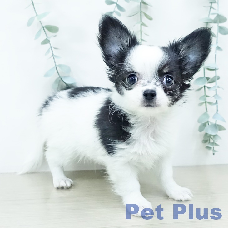 埼玉県のチワワ(ロング) (ペットプラス クレアモール川越店/2025年10月11日生まれ/男の子/ホワイトブラックタン)の子犬の2枚目の画像