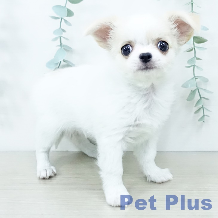 千葉県のチワワ(ロング) (ペッツワン 千葉ニュータウン店/2025年10月11日生まれ/女の子/ホワイトクリーム)の子犬の1枚目の画像