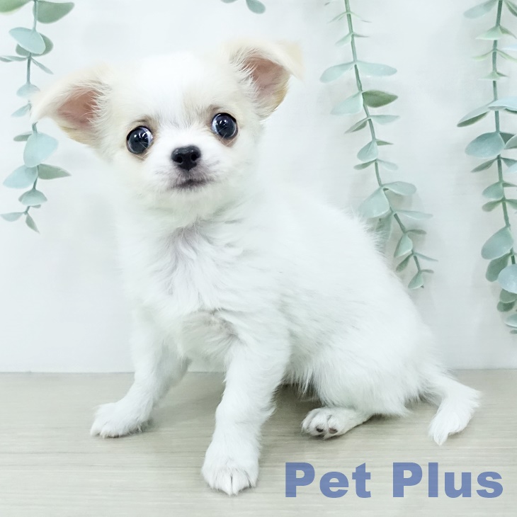 千葉県のチワワ(ロング) (ペッツワン 千葉ニュータウン店/2025年10月11日生まれ/女の子/ホワイトクリーム)の子犬の2枚目の画像