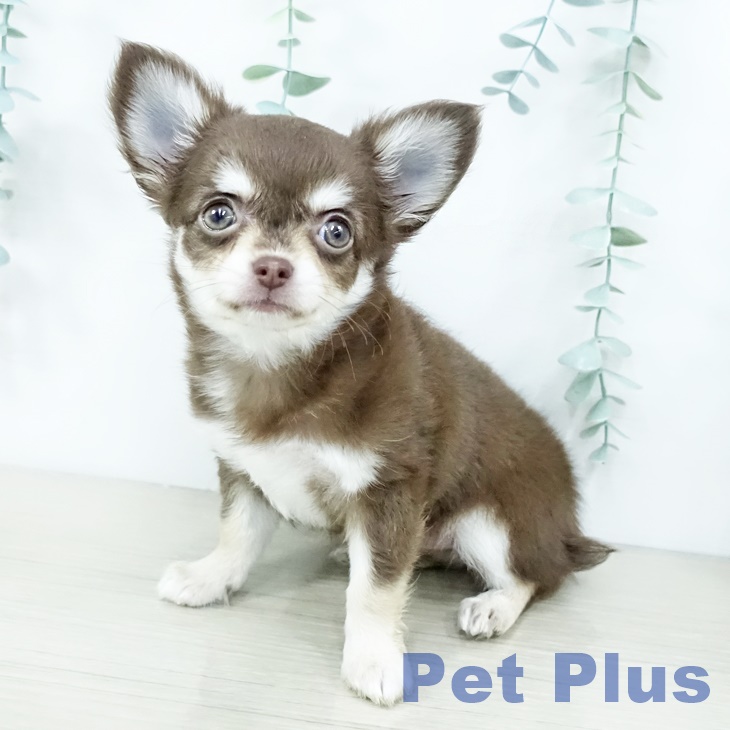 東京都のチワワ(ロング) (ペットプラス 立川高島屋S.C.店/2025年10月10日生まれ/女の子/チョコレートクリーム)の子犬の1枚目の画像