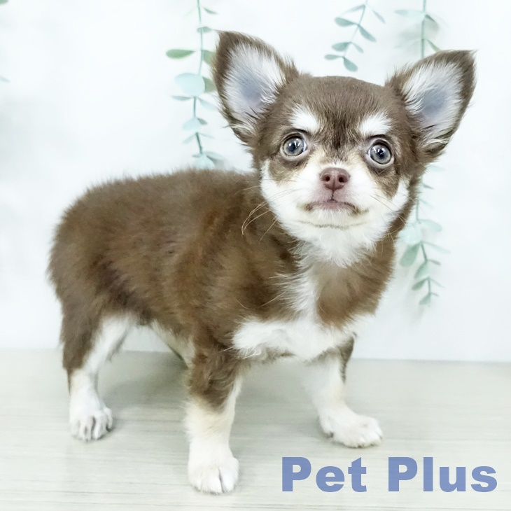 東京都のチワワ(ロング) (ペットプラス 立川高島屋S.C.店/2025年10月10日生まれ/女の子/チョコレートクリーム)の子犬の2枚目の画像