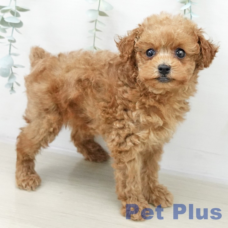 トイ・プードル