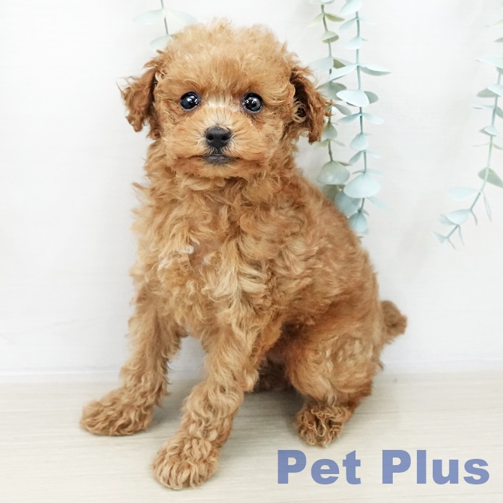 トイ・プードル