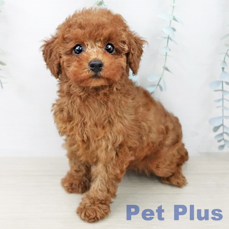 トイ・プードル