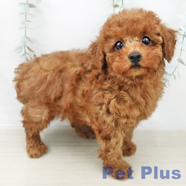 トイ・プードル