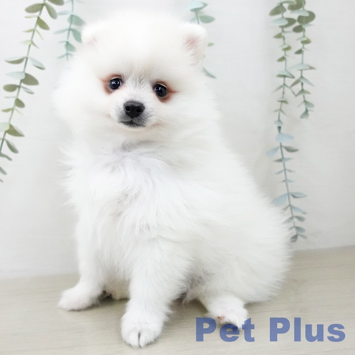 茨城県のポメラニアン (ペッツワン つくば店/2025年10月11日生まれ/女の子/クリーム)の子犬の1枚目の画像
