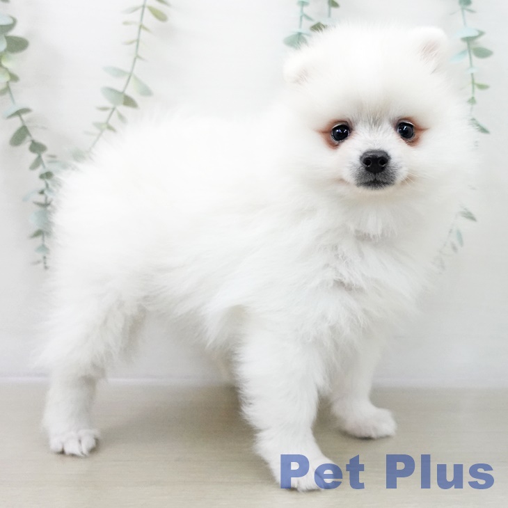 茨城県のポメラニアン (ペッツワン つくば店/2025年10月11日生まれ/女の子/クリーム)の子犬の2枚目の画像