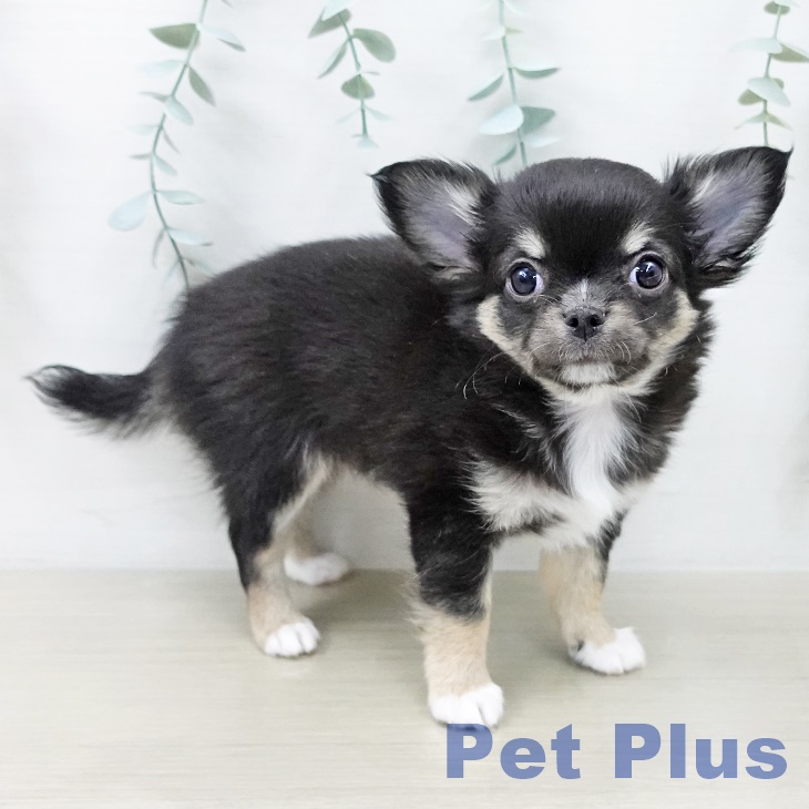 長野県のチワワ(ロング) (ペットプラス 松本店/2025年10月10日生まれ/男の子/ブラックタンホワイト)の子犬の1枚目の画像