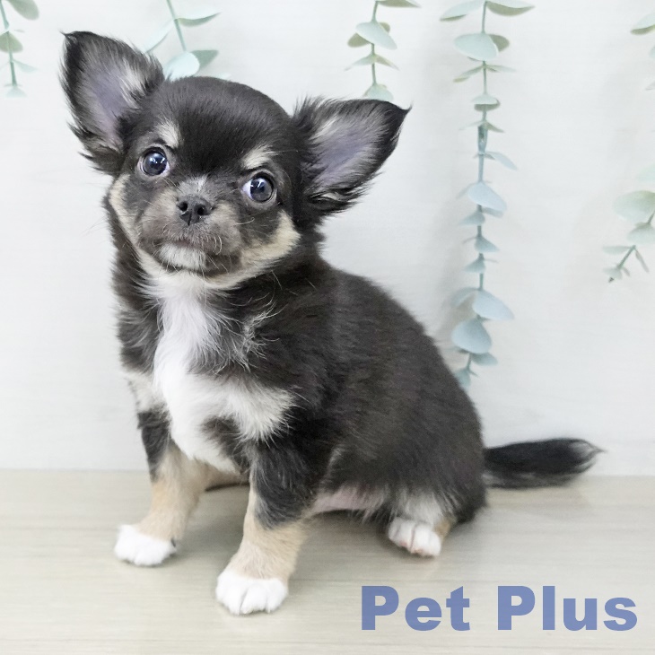 長野県のチワワ(ロング) (ペットプラス 松本店/2025年10月10日生まれ/男の子/ブラックタンホワイト)の子犬の2枚目の画像