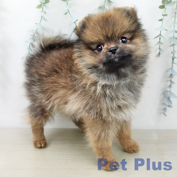 神奈川県のポメラニアン (ペットプラス 座間店/2025年10月12日生まれ/男の子/オレンジ)の子犬の1枚目の画像