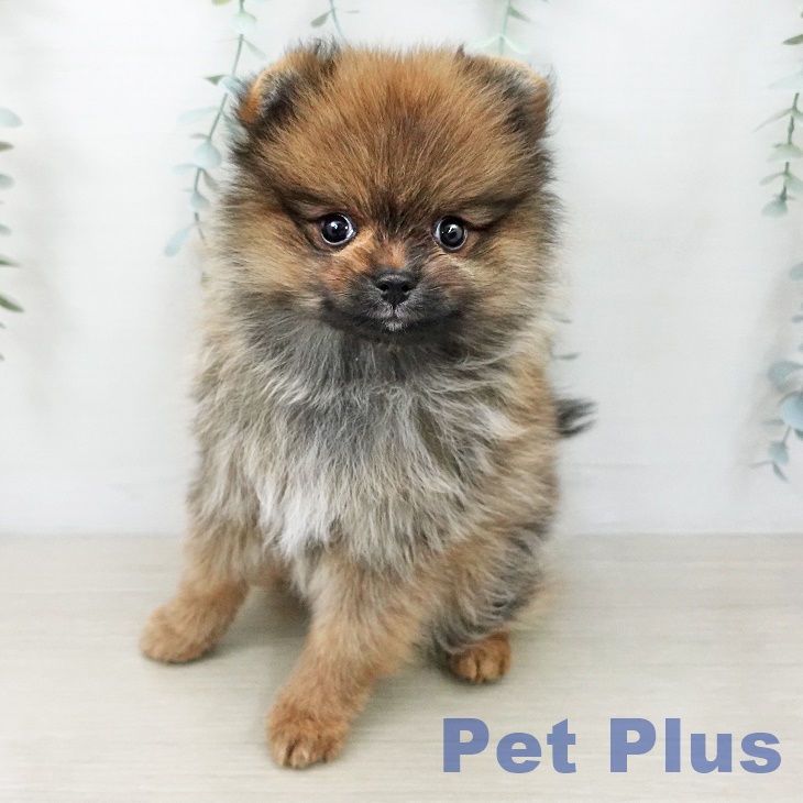 神奈川県のポメラニアン (ペットプラス 座間店/2025年10月12日生まれ/男の子/オレンジ)の子犬の2枚目の画像
