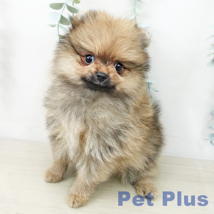 千葉県のポメラニアン (ペッツワン 千葉ニュータウン店/2025年10月12日生まれ/男の子/オレンジ)の子犬の1枚目の画像