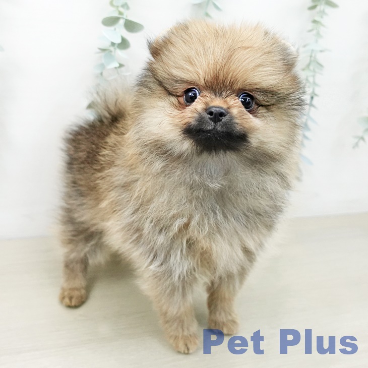 千葉県のポメラニアン (ペッツワン 千葉ニュータウン店/2025年10月12日生まれ/男の子/オレンジ)の子犬の2枚目の画像
