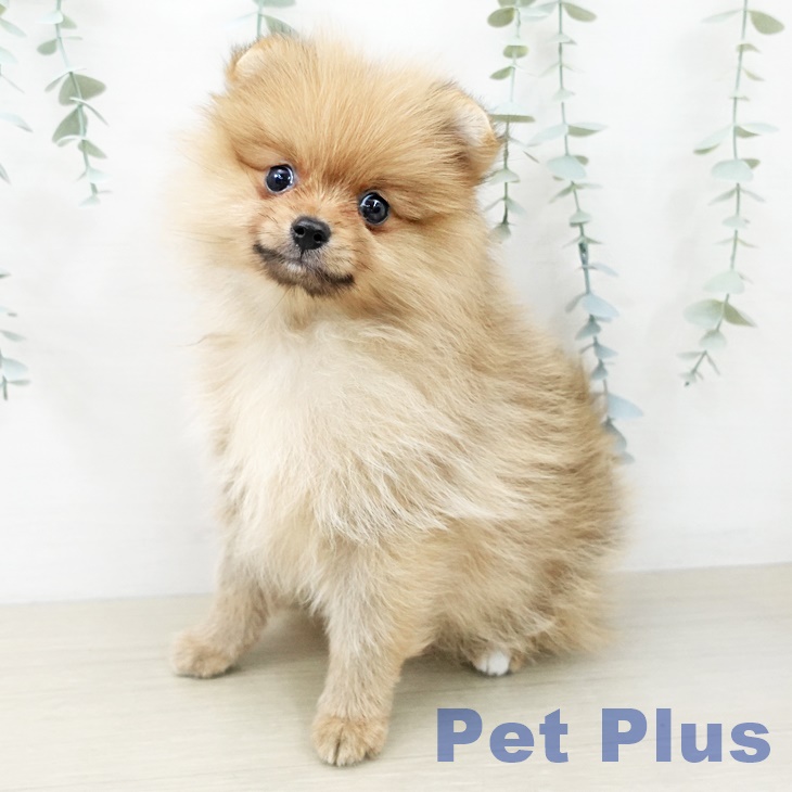 千葉県のポメラニアン (ペットプラス 幕張新都心店/2025年10月12日生まれ/女の子/オレンジ)の子犬の1枚目の画像