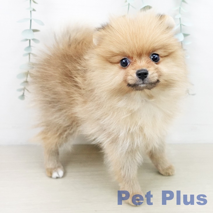 千葉県のポメラニアン (ペットプラス 幕張新都心店/2025年10月12日生まれ/女の子/オレンジ)の子犬の2枚目の画像