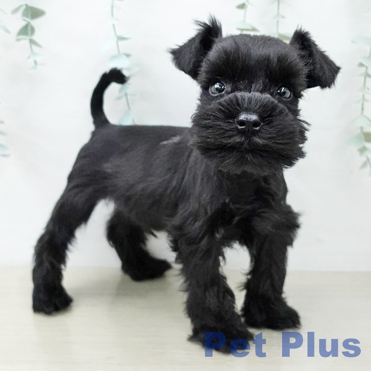 ミニチュア・シュナウザー