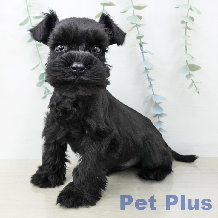 ミニチュア・シュナウザー