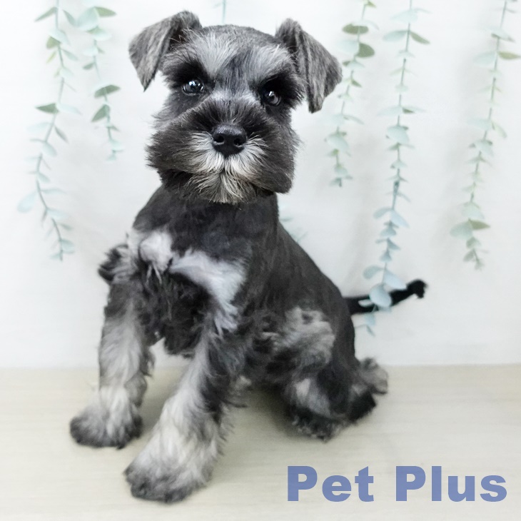 ミニチュア・シュナウザー