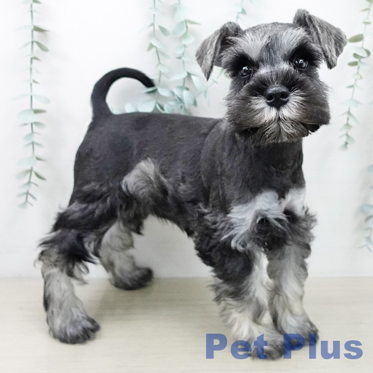 ミニチュア・シュナウザー