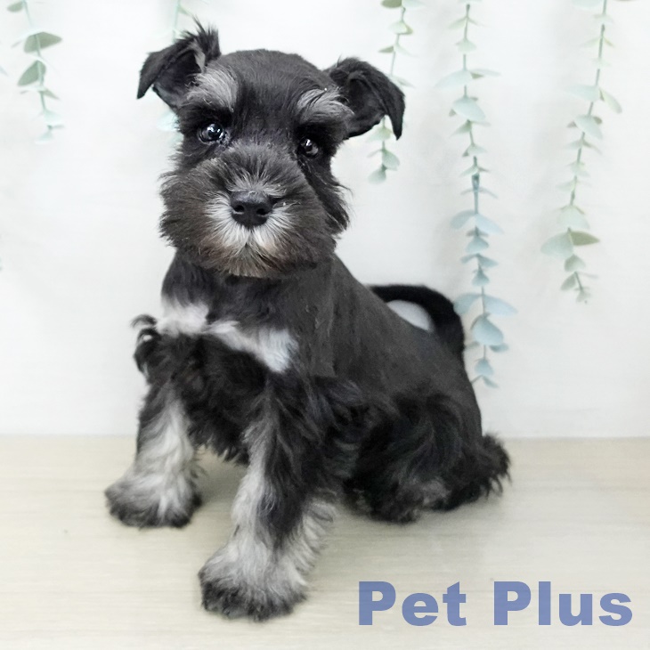 宮城県のミニチュアシュナウザー (ペットプラス 仙台上杉店/2025年10月11日生まれ/女の子/ブラックシルバー)の子犬の1枚目の画像