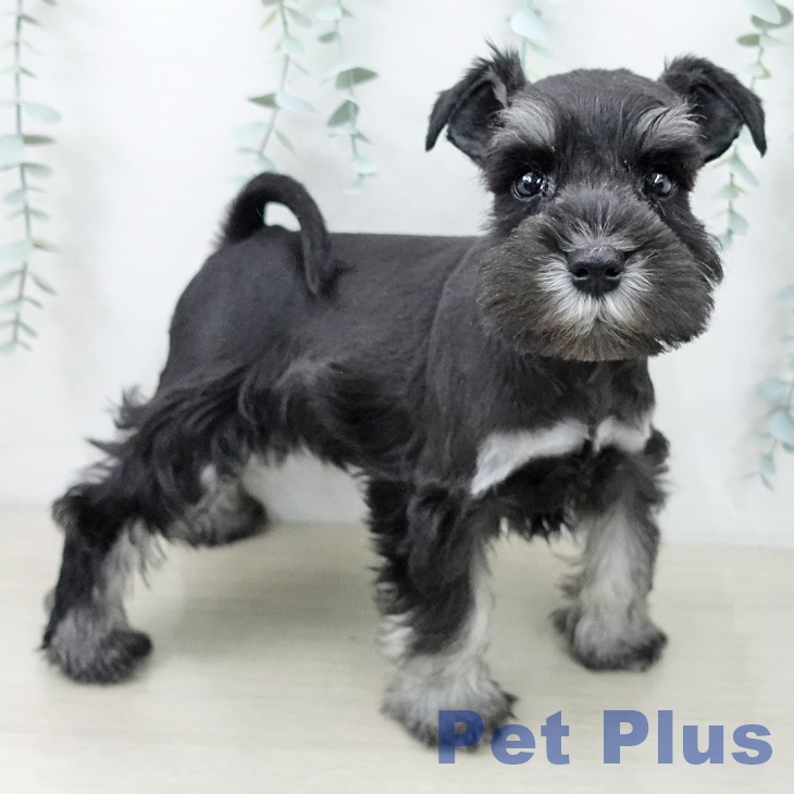 宮城県のミニチュアシュナウザー (ペットプラス 仙台上杉店/2025年10月11日生まれ/女の子/ブラックシルバー)の子犬の2枚目の画像