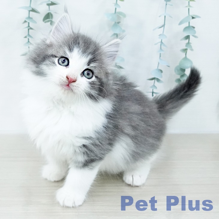 神奈川県のノルウェージャンフォレストキャット (ペットプラス 相模原並木店/2025年10月10日生まれ/男の子/ブルーマッカレルタビーホワイト)の子猫の1枚目の画像