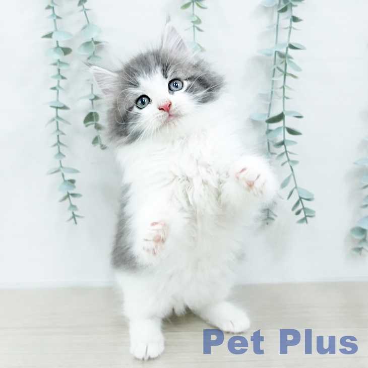 神奈川県のノルウェージャンフォレストキャット (ペットプラス 相模原並木店/2025年10月10日生まれ/男の子/ブルーマッカレルタビーホワイト)の子猫の2枚目の画像