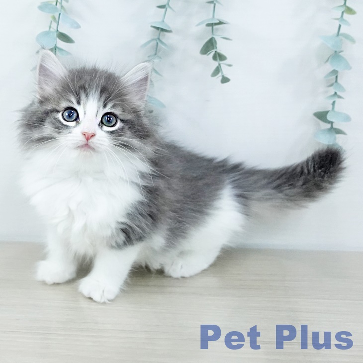 ノルウェージャンフォレストキャット