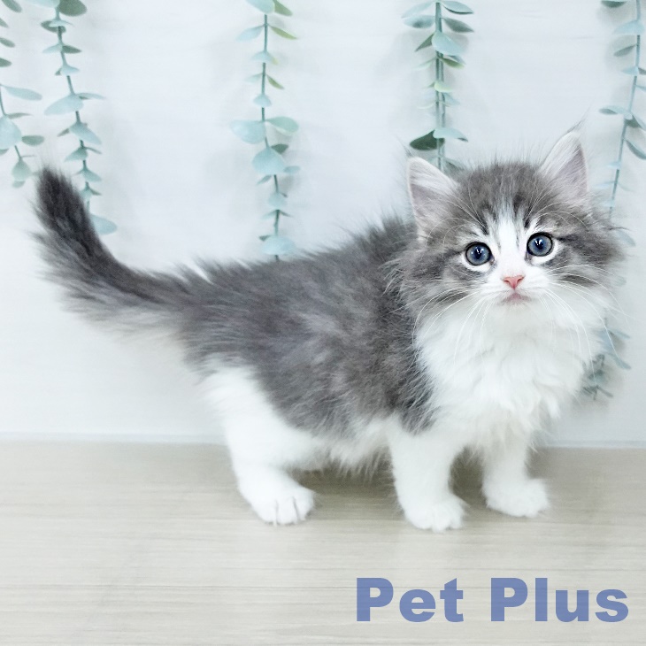 ノルウェージャンフォレストキャット