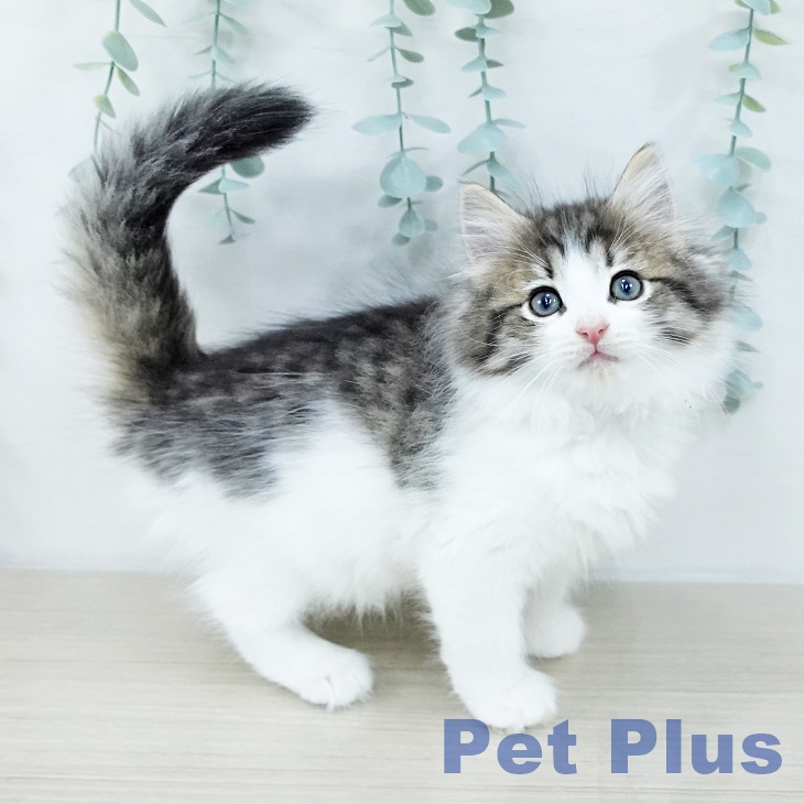 ノルウェージャンフォレストキャット