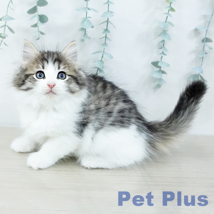 ノルウェージャンフォレストキャット