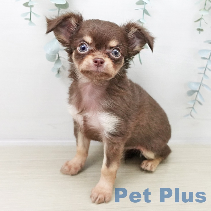 茨城県のチワワ(ロング) (ペッツワン 古河店/2025年10月15日生まれ/女の子/チョコレートタン)の子犬の2枚目の画像