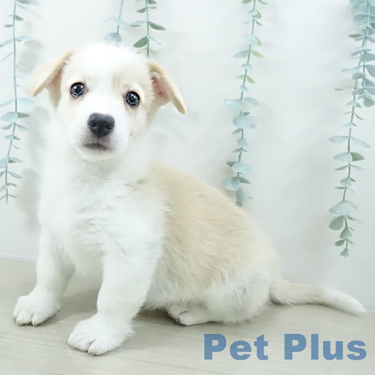 埼玉県のウェルシュコーギーペンブローク (ペットプラス 羽生店/2025年10月15日生まれ/男の子/フォーンホワイト)の子犬の1枚目の画像