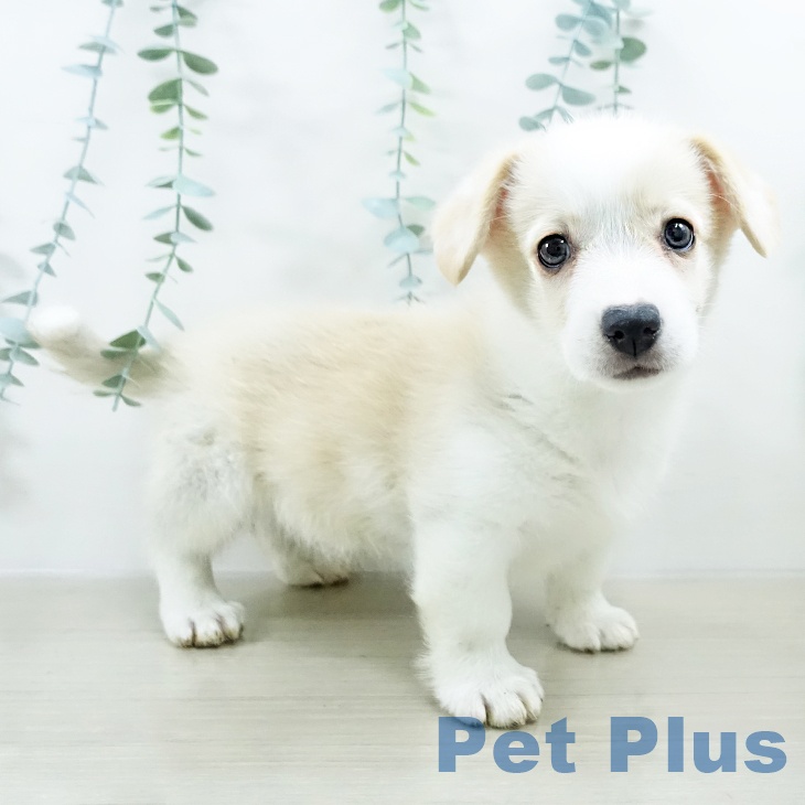 埼玉県のウェルシュコーギーペンブローク (ペットプラス 羽生店/2025年10月15日生まれ/男の子/フォーンホワイト)の子犬の2枚目の画像