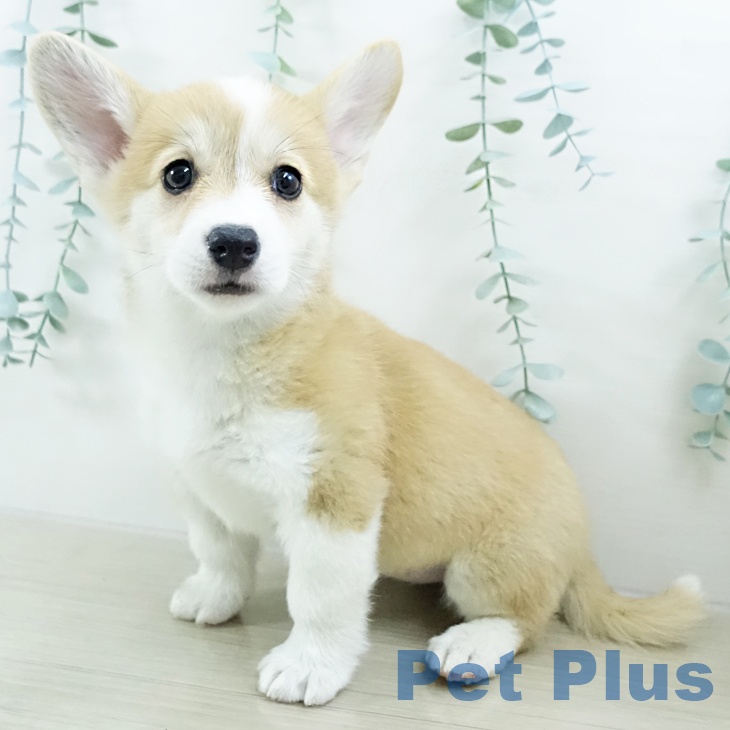 埼玉県のウェルシュコーギーペンブローク (ペットプラス 浦和美園店/2025年10月15日生まれ/女の子/レッドホワイト)の子犬の1枚目の画像