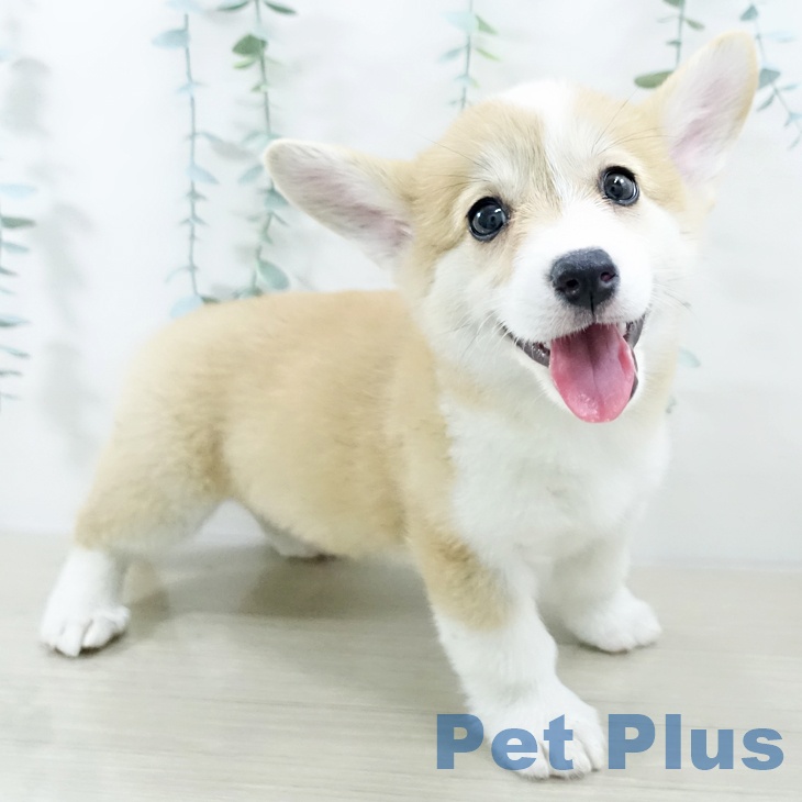 埼玉県のウェルシュコーギーペンブローク (ペットプラス 浦和美園店/2025年10月15日生まれ/女の子/レッドホワイト)の子犬の2枚目の画像