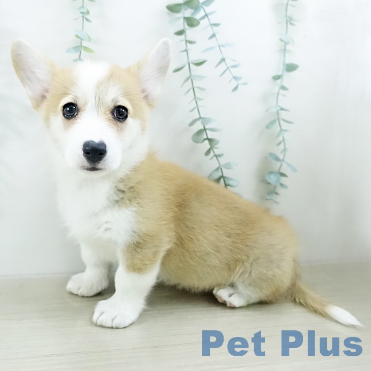 神奈川県のウェルシュコーギーペンブローク (ペットプラス 相模原並木店/2025年10月15日生まれ/女の子/レッドホワイト)の子犬の1枚目の画像