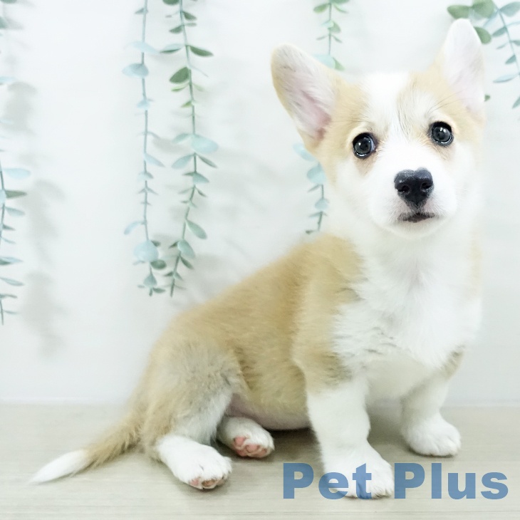 神奈川県のウェルシュコーギーペンブローク (ペットプラス 相模原並木店/2025年10月15日生まれ/女の子/レッドホワイト)の子犬の2枚目の画像