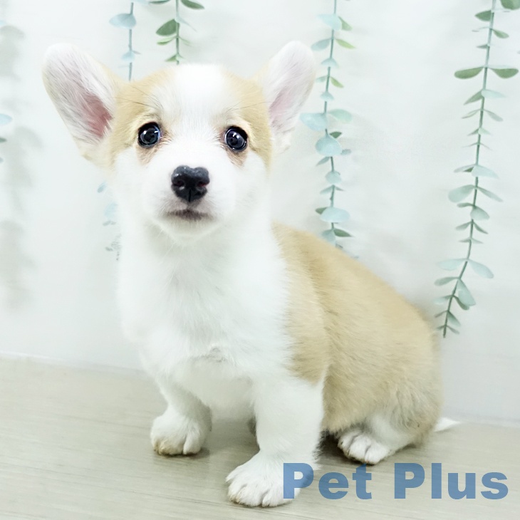 埼玉県のウェルシュコーギーペンブローク (ペットプラス ららぽーと富士見店/2025年10月15日生まれ/女の子/レッドホワイト)の子犬の1枚目の画像