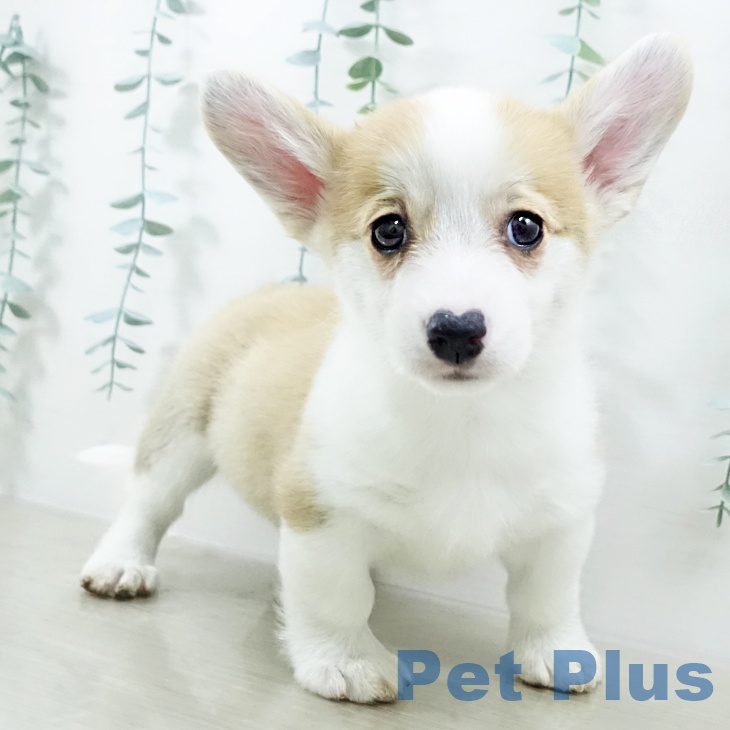 埼玉県のウェルシュコーギーペンブローク (ペットプラス ららぽーと富士見店/2025年10月15日生まれ/女の子/レッドホワイト)の子犬の2枚目の画像