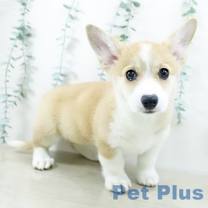 埼玉県のウェルシュコーギーペンブローク (ペットプラス 川口店/2025年10月15日生まれ/女の子/レッドホワイト)の子犬の1枚目の画像