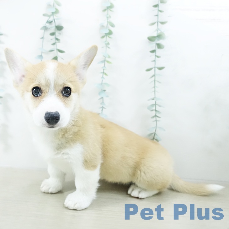 埼玉県のウェルシュコーギーペンブローク (ペットプラス 川口店/2025年10月15日生まれ/女の子/レッドホワイト)の子犬の2枚目の画像
