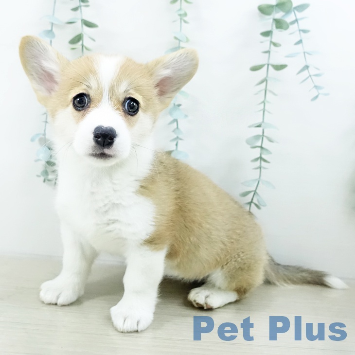 千葉県のウェルシュコーギーペンブローク (ペッツワン 千葉ニュータウン店/2025年10月15日生まれ/女の子/レッドホワイト)の子犬の1枚目の画像